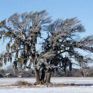 Winter storm effects in Beaufort County