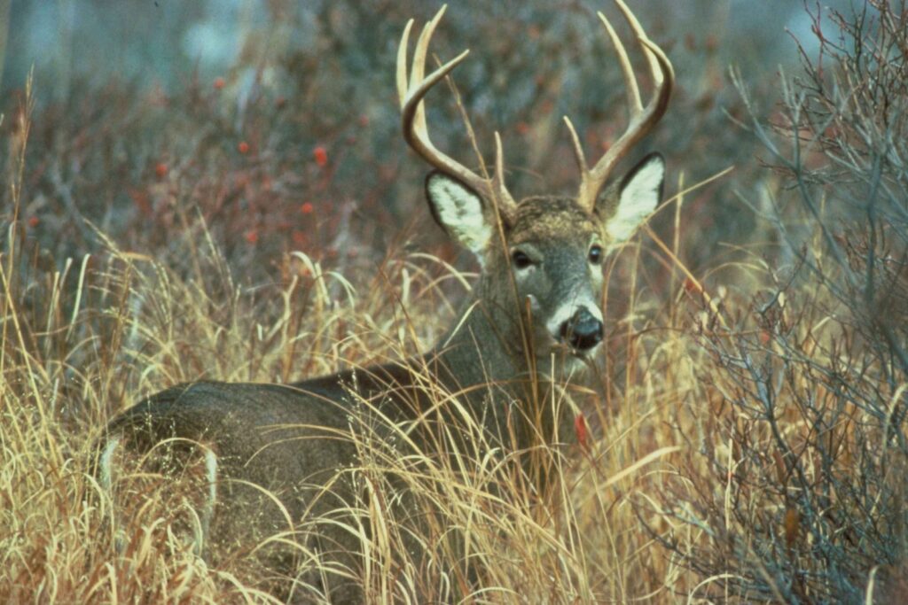 SC deer hunters get 6-tag base set for 2026-27 season