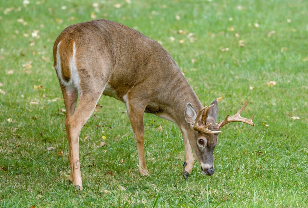 White-tailed deer grazing in a field