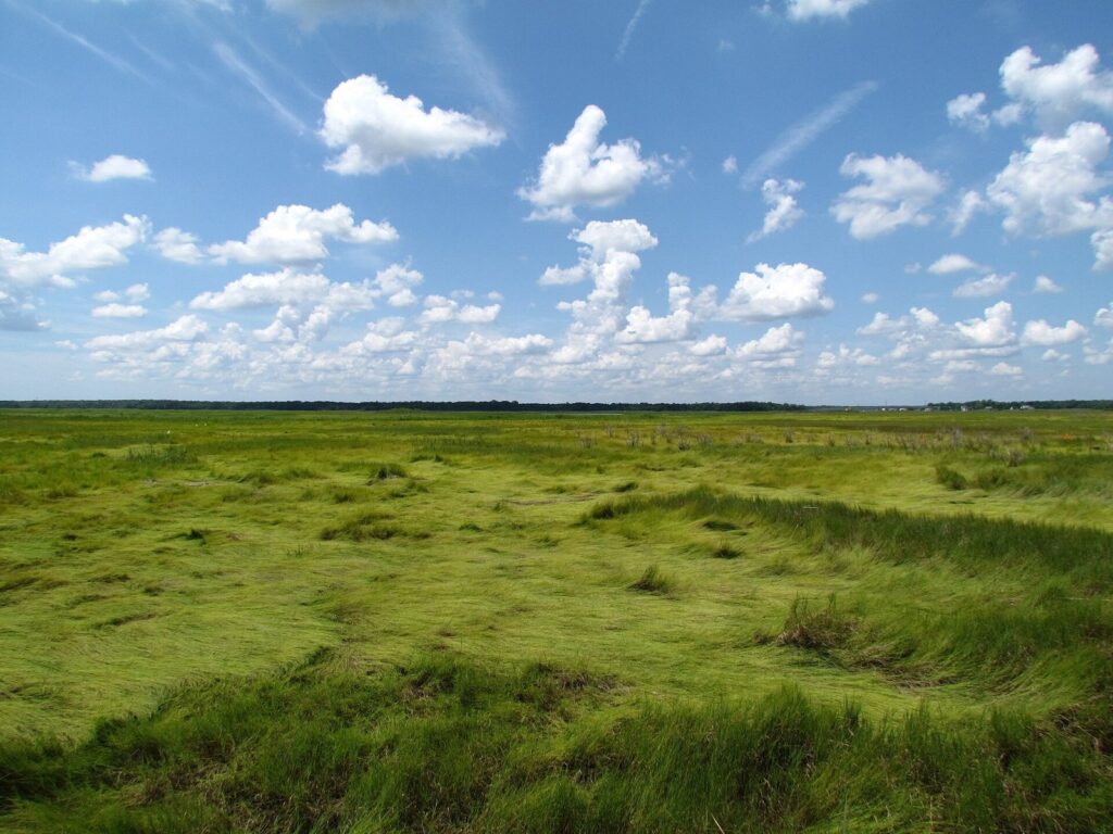 Coastal salt marsh wetlands